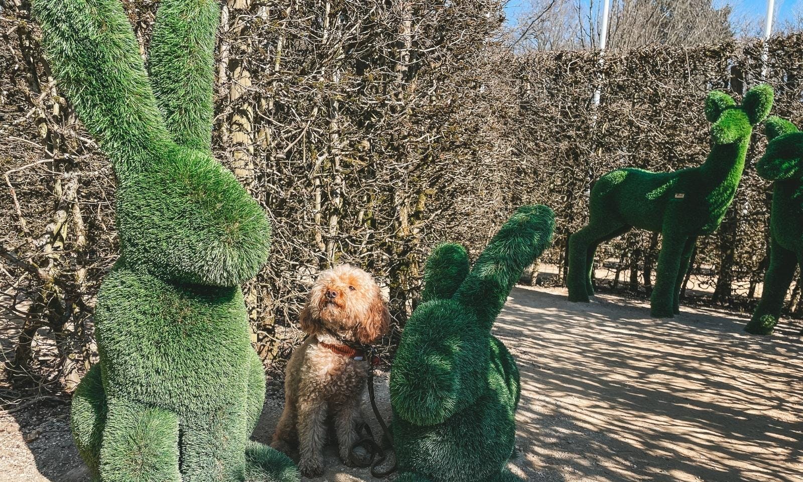 Labyrinth Dreiländereck bei Aachen mit Hund