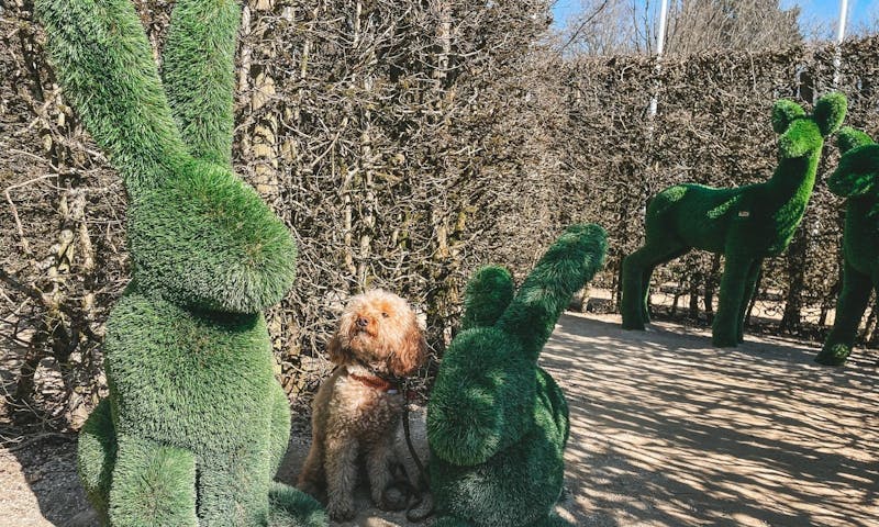 Labyrinth Dreiländereck bei Aachen mit Hund