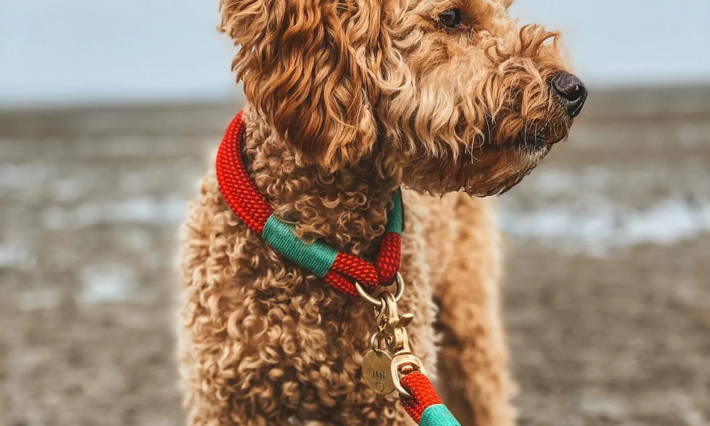 personalisierte Hundemarken mit Telefonnummern