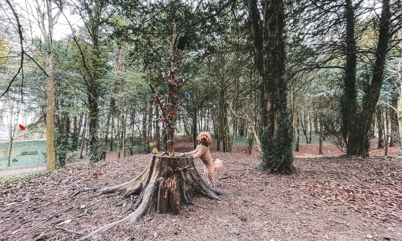 Lousberg in Aachen mit Hund
