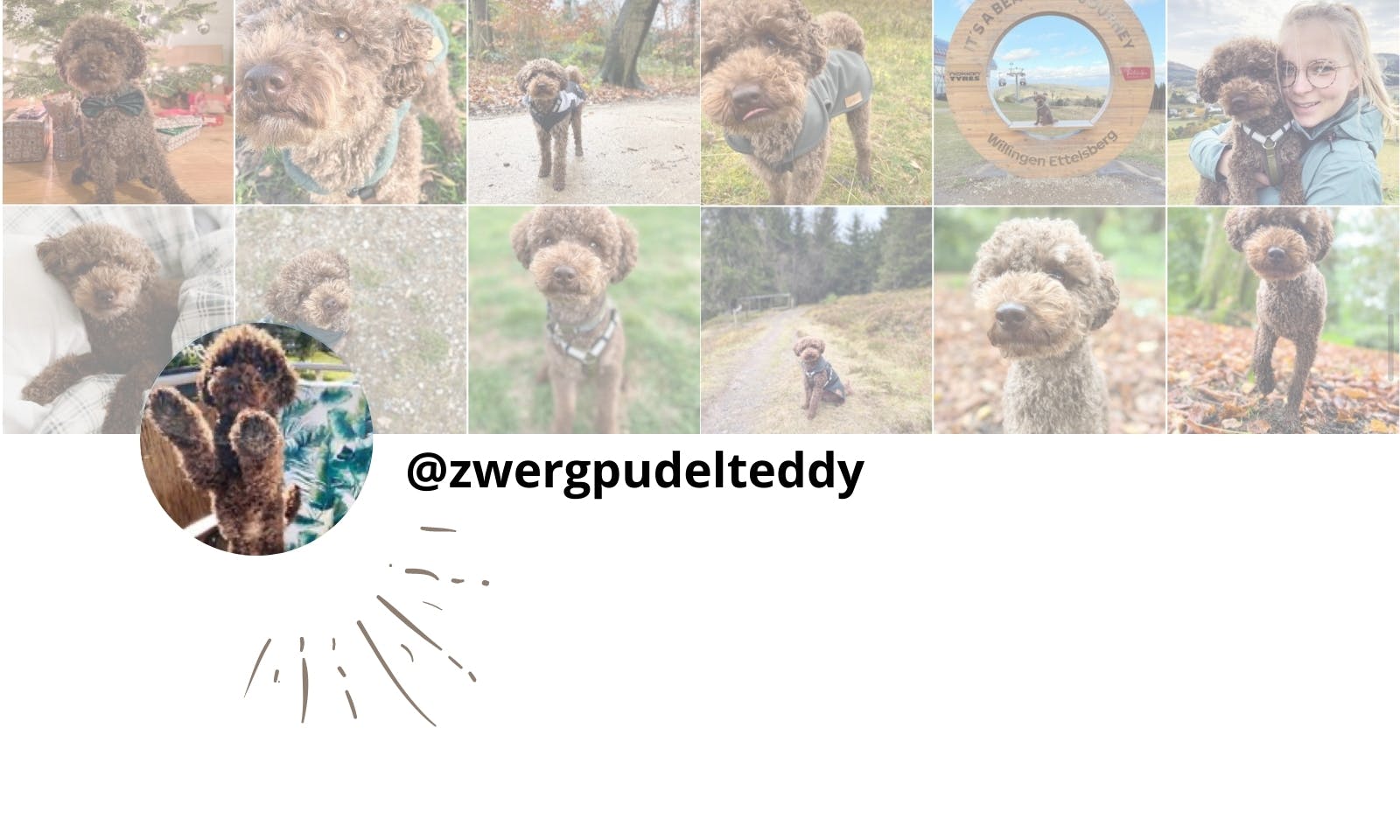 Petfluencer Instagram Zwerpudel Teddy