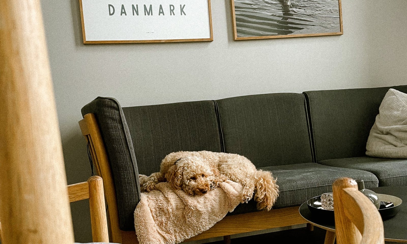 Hund macht Hygge in Dänemark