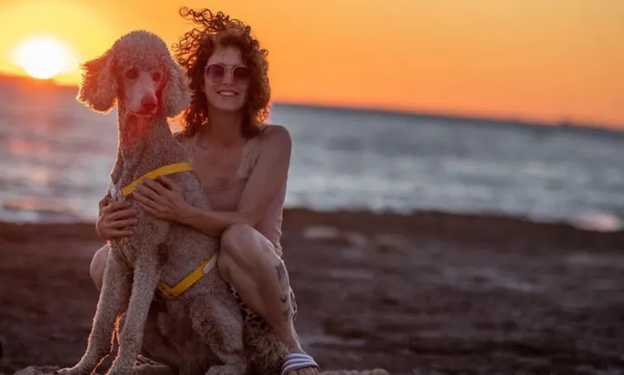 Königspudel sind tolle Begleithunde