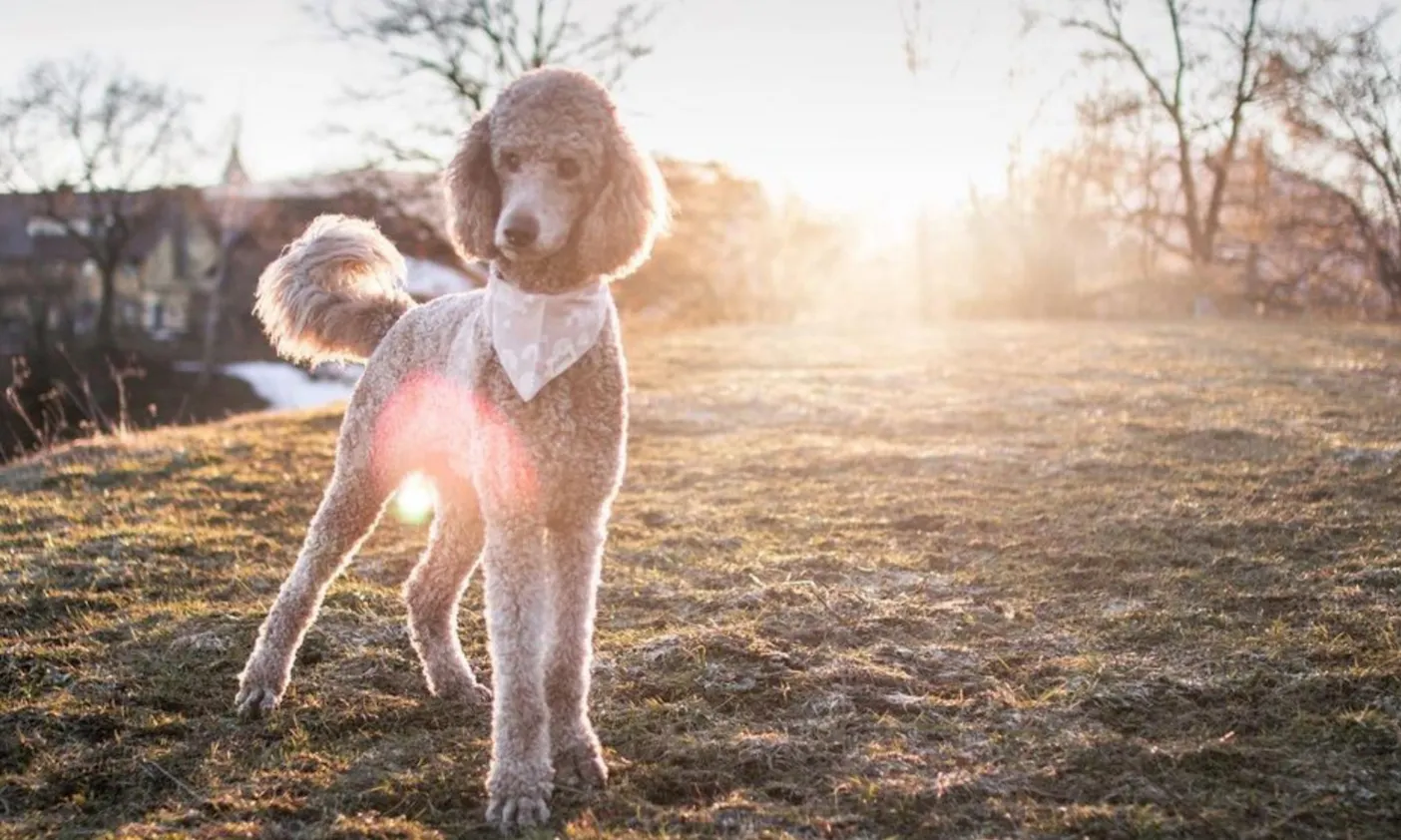 ausgewachsener brauner Königspudel geschoren
