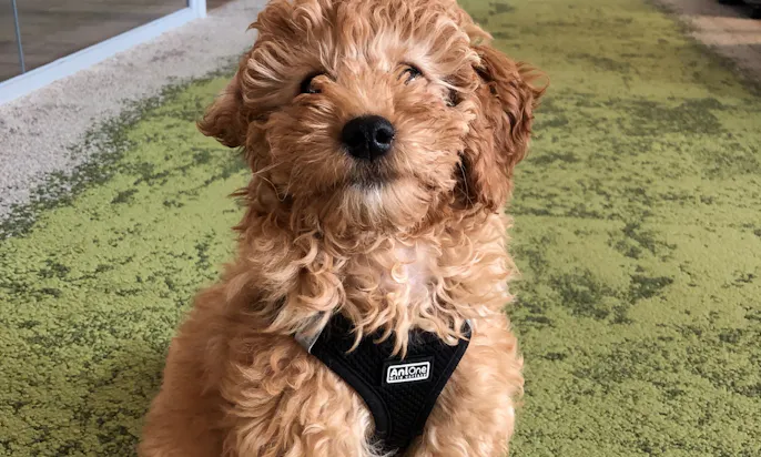 Goldendoodle Welpe