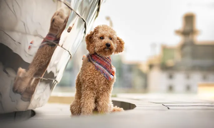 Mini Goldendoodle