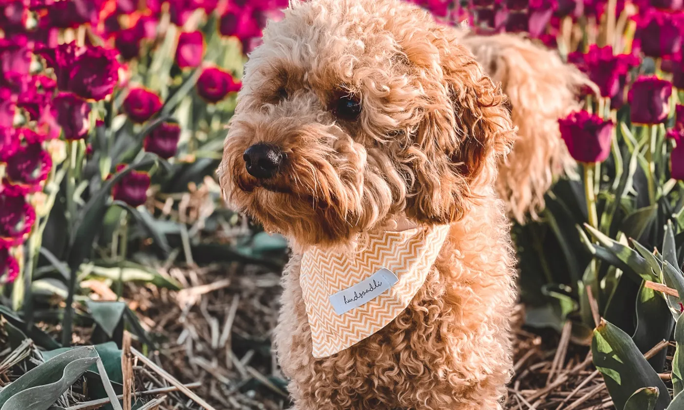 Mini Goldendoodle Java