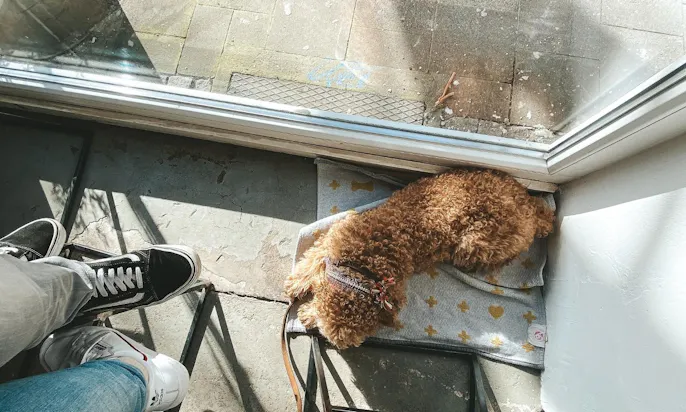 Hundefreundliches Café Lina's Coffee