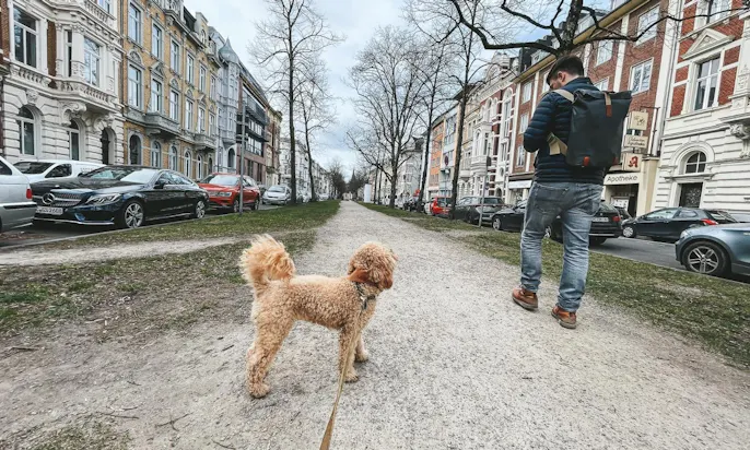 kurze Fettlederleinen für Hunde