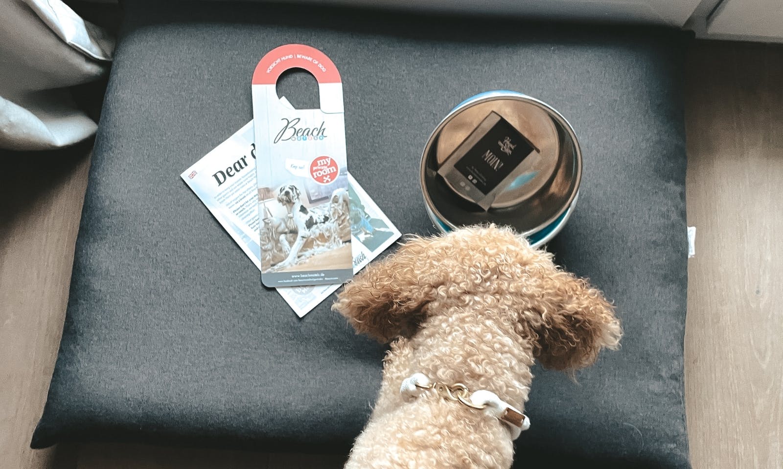 Hund entdeckt das Willkommenspaket im Beach Motel Heiligenhafen von Hund von Eden