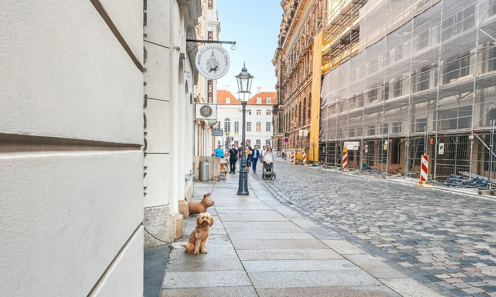 Pudel vor dem Hundegeschäft Elbhunde in Dresden