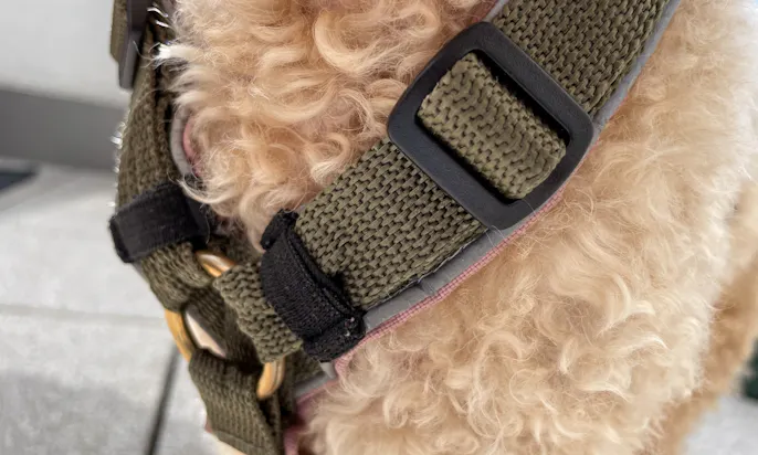 Hundegeschirr von Hundsgeleint