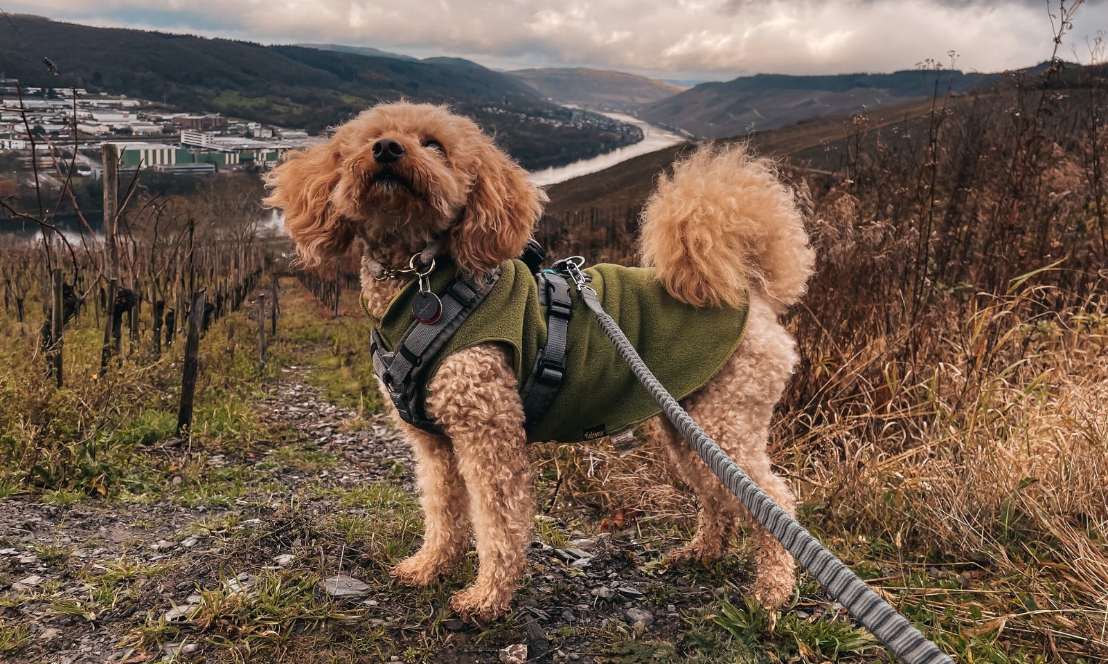 Pudel in Fleece-Wintermantel von Goldpaw unterm Geschirr