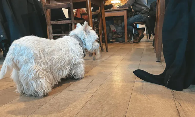 Hundefreundliche Restaurants in Düsseldorf Flingern: Café Kleinod