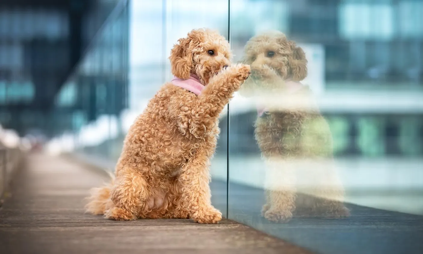 woelkchenfotografie Goldendoodle in Düsseldorf im Medienhafen