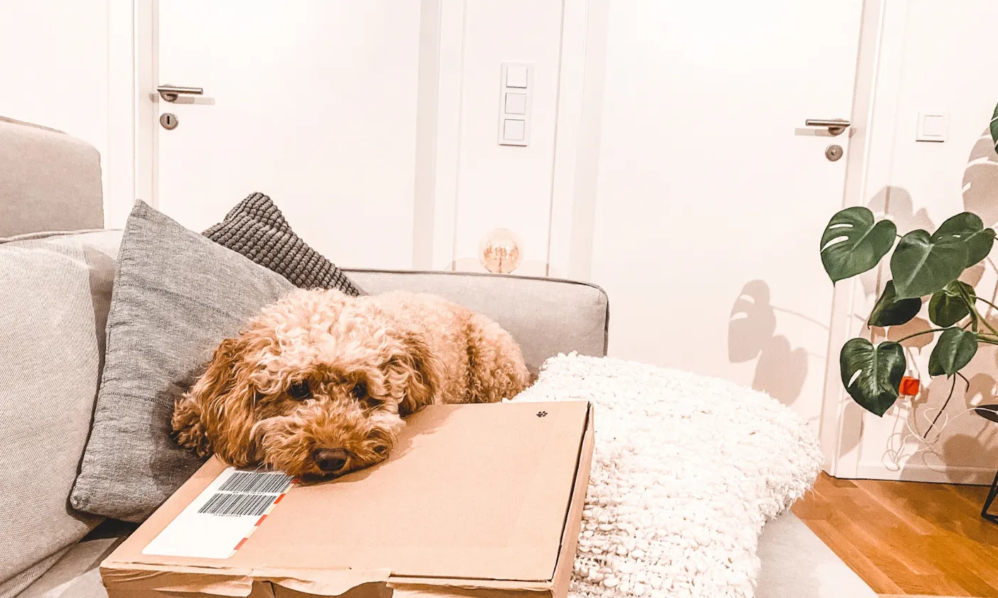 Mini Goldendoodle in apricot