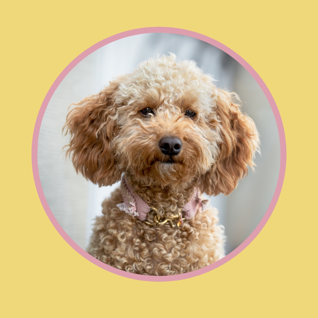 Hundeblog mit Bürohunde-Tipps