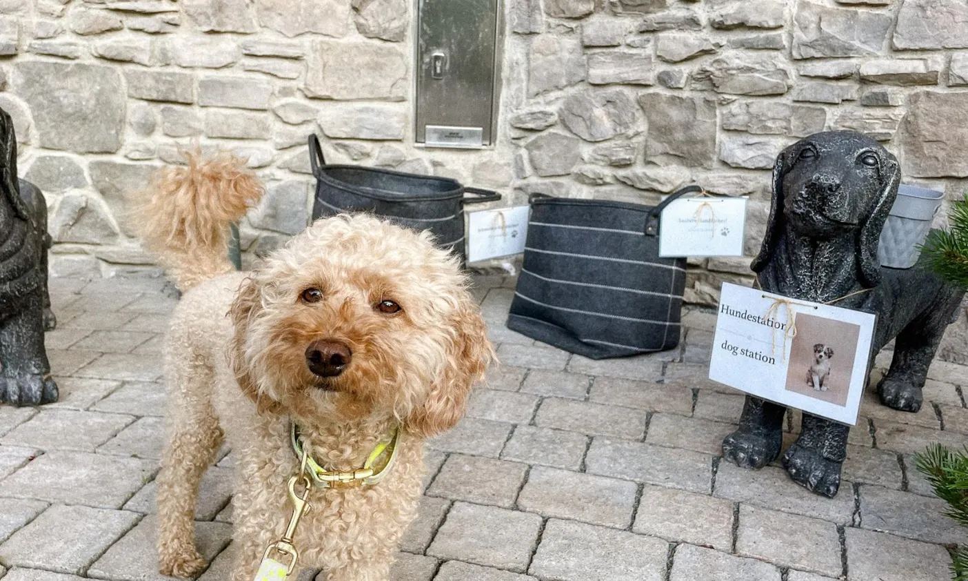 Hundefreundliches Hotel in Tirol am Wilden Kaiser in Scheffau: Kaiserlodge