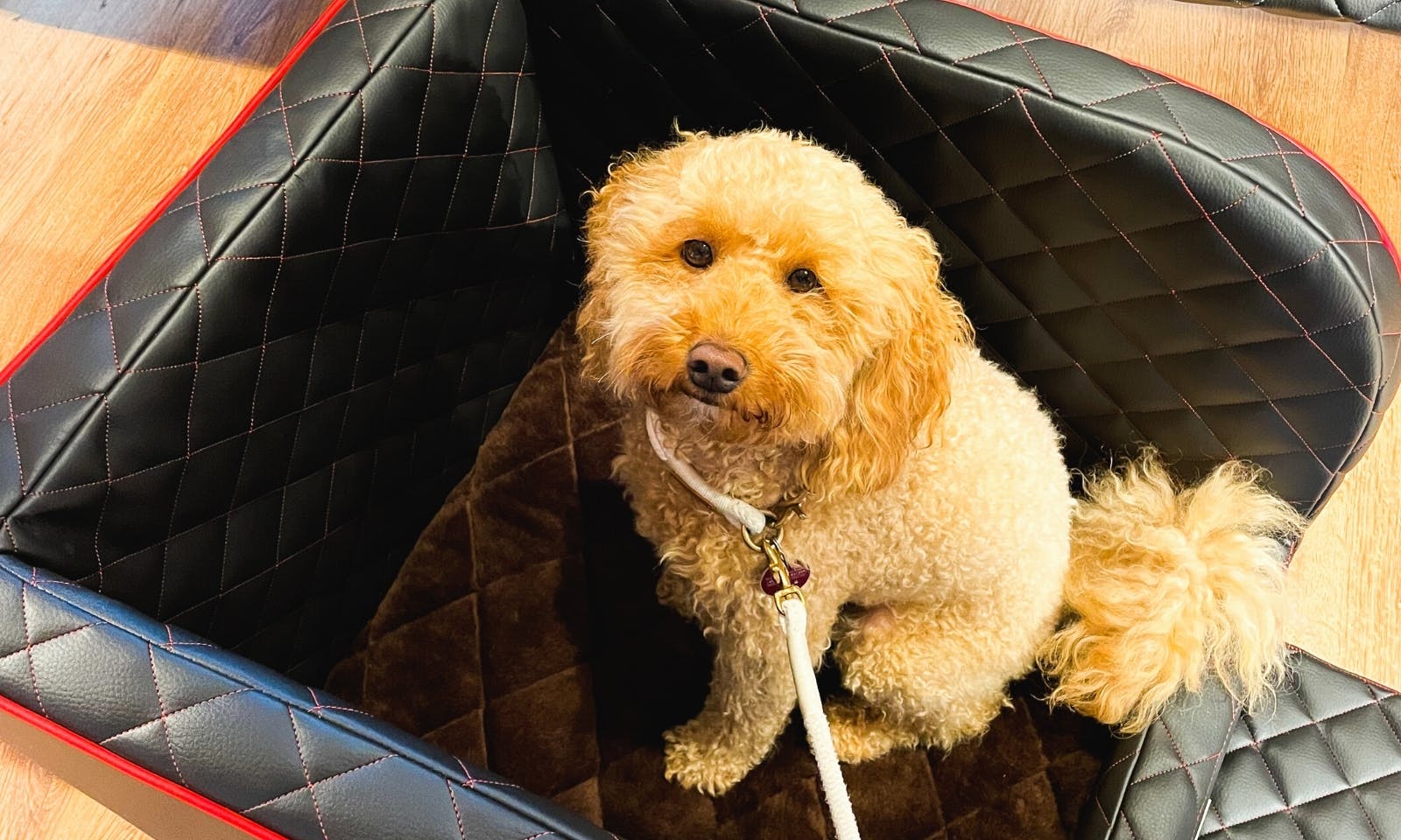 Goldendoodle Hündin Java in einem Hundetransportsystem von Dogstyler für die Rückbank