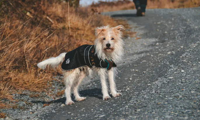 Kromfohrländer Hündin mit schwarzem Wintermantel beim Wandern im Harz