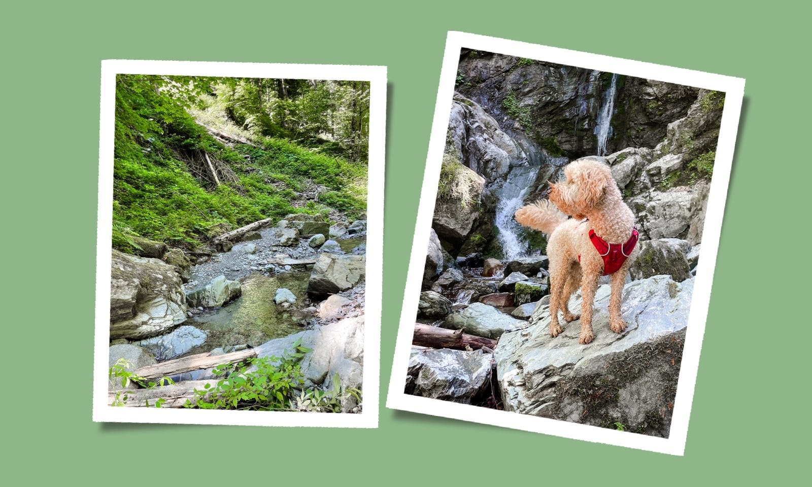 Wandern mit Hund am Wilden Kaiser: Von Scheffau zum Wasserfall in Söll