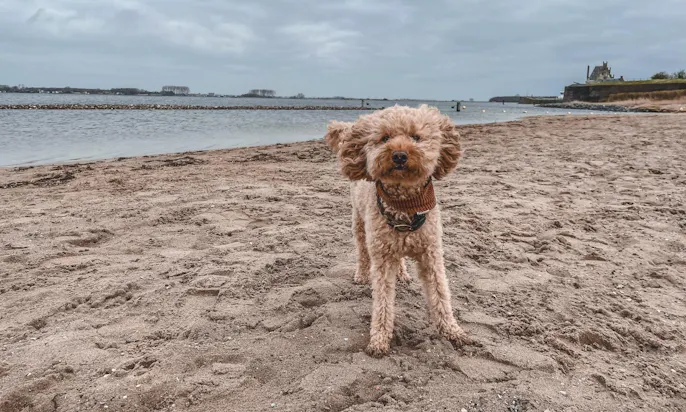 AirTag für Hunde