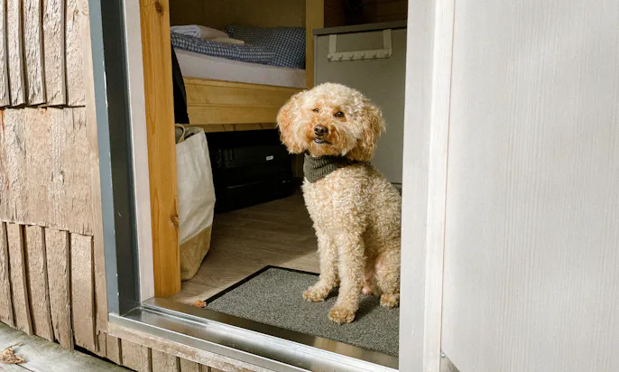 Mini Goldendoodle geschoren