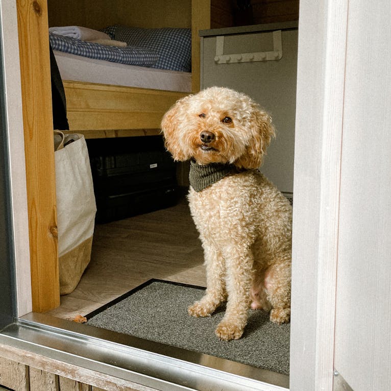 Goldendoodle Java