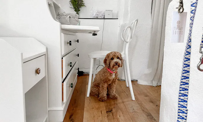 Cavapoo = Cavalier King Charles Spaniel und Pudel