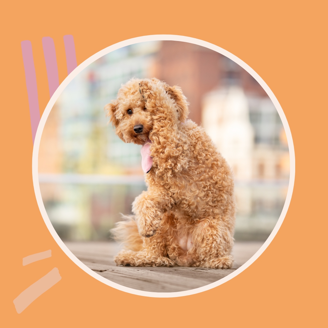 Hundeblog über Hundetricks