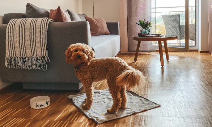 Ferienwohnung mit Hund in der Sächsischen Schweiz