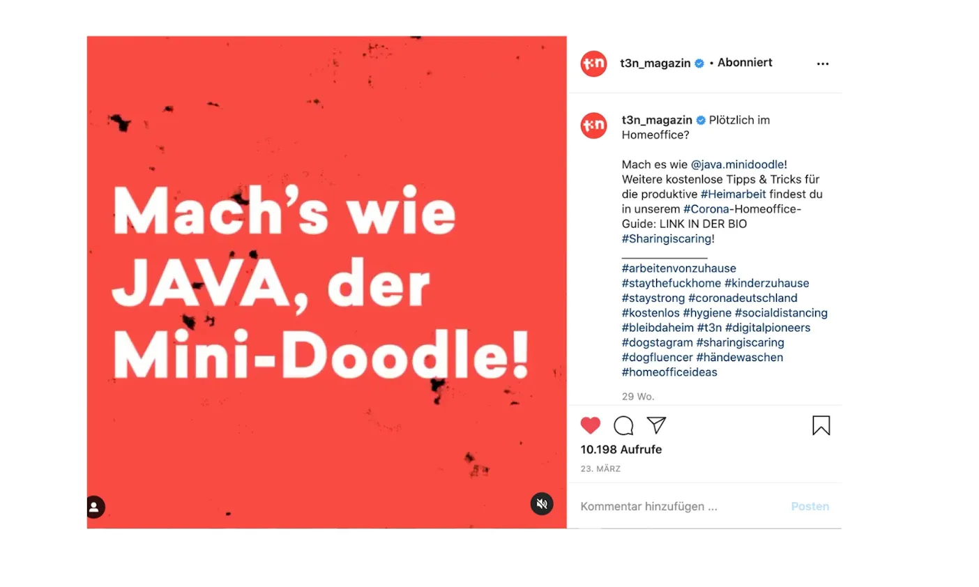 Bürohund Tipps Java Minidoodle t3n