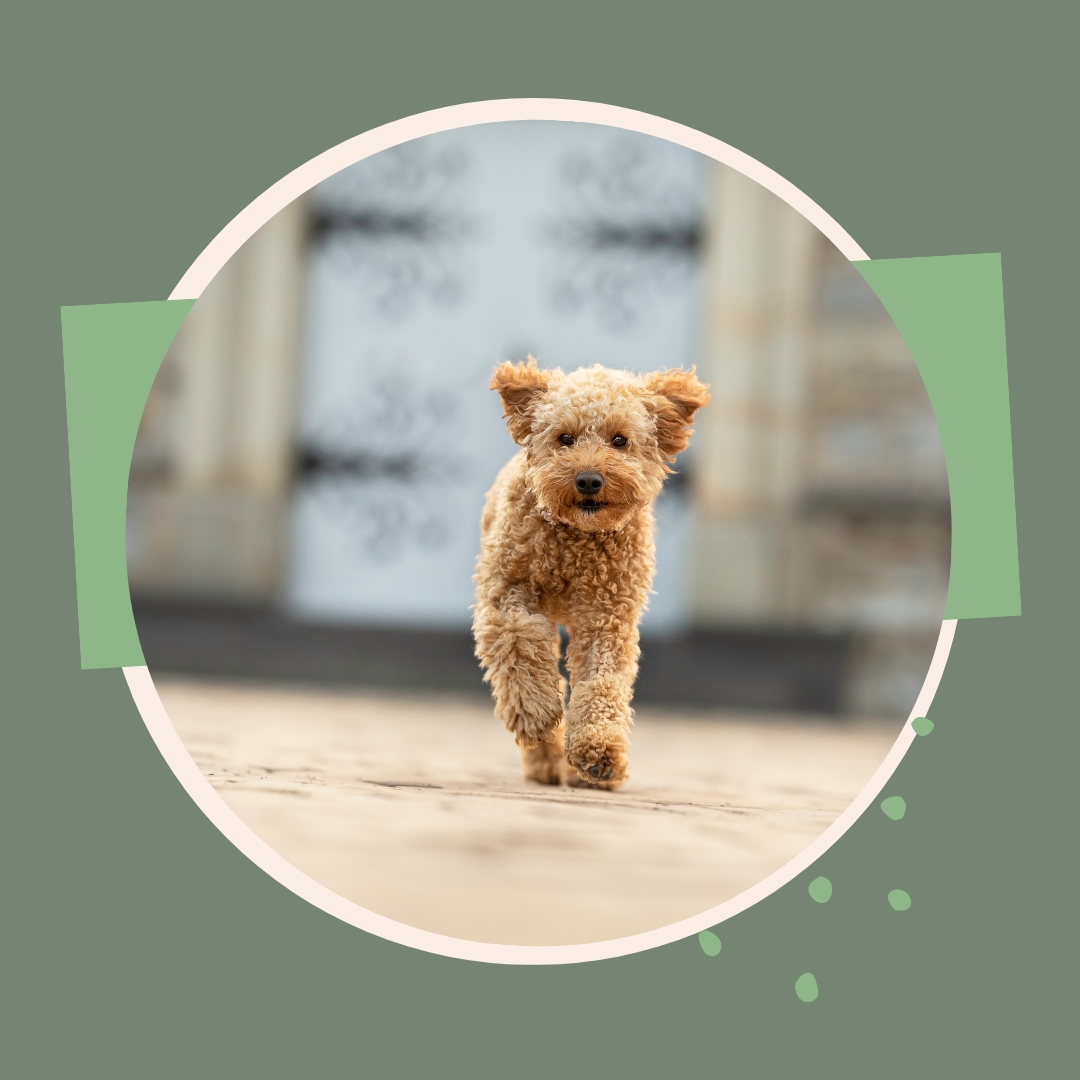 Hundeblog für Sport- und Beschäftigungsideen mit Hund