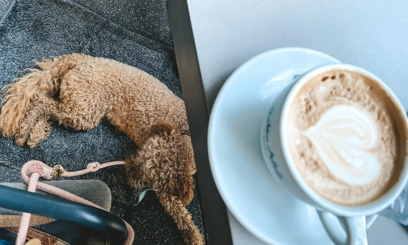 Dritan Alsela Coffee Düsseldorf mit Hund