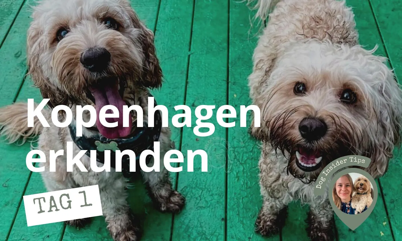 Städtetrip nach Kopenhagen mit Hund: Travel Guide