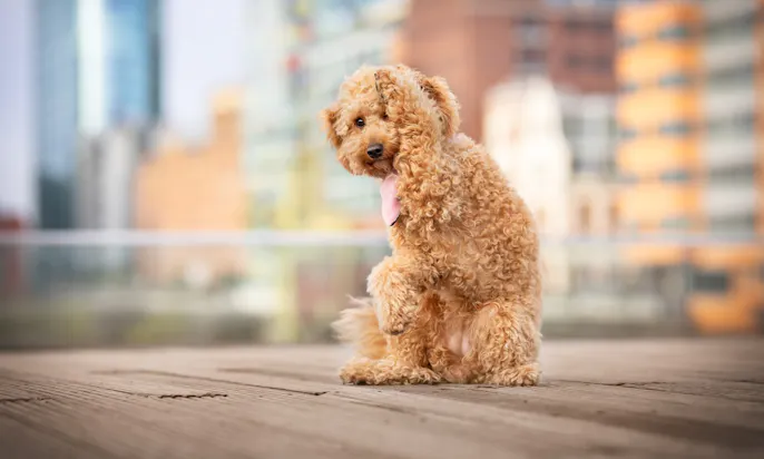 Goldendoodle Java macht den Hundetrick Schäm dich