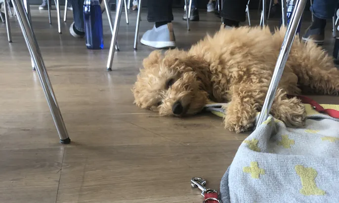 Welpe im Büro