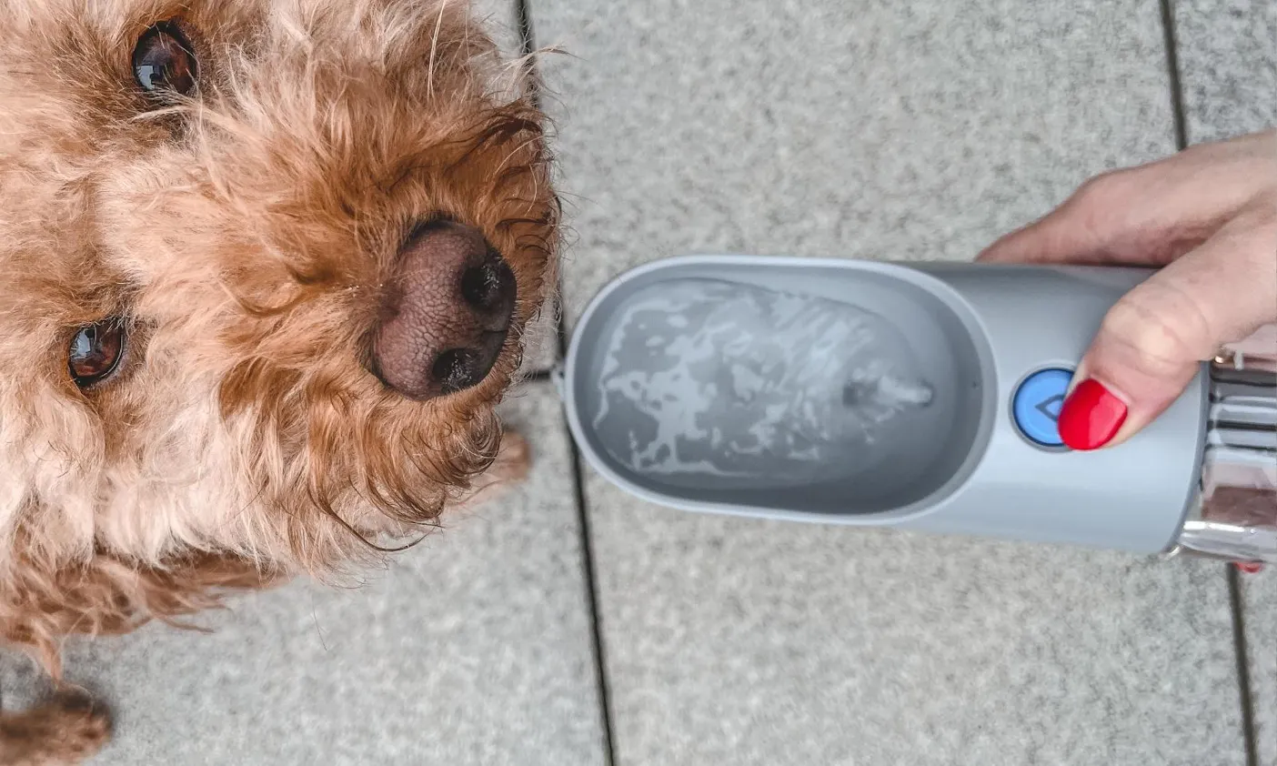 Hund, der aus der PETKIT-Trinkflasche trinkt