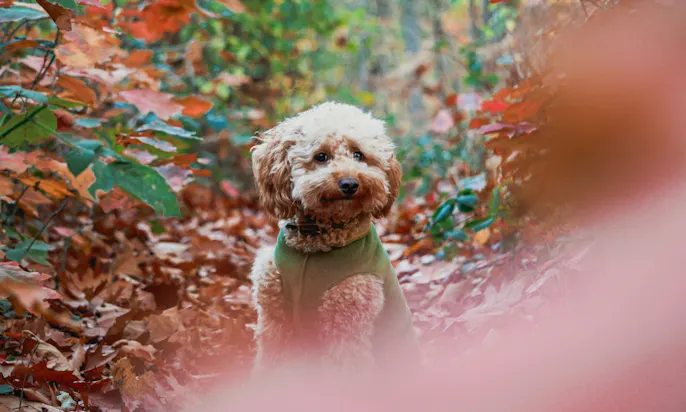 Pudel mit grünem Fleece-Wintermantel an der Mosel