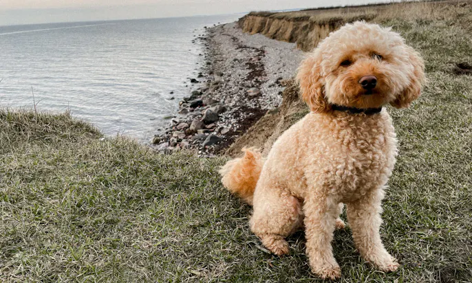 Minigoldendoodle Java vor den Klippen beim Leuchtturm auf der Insel Helnæs