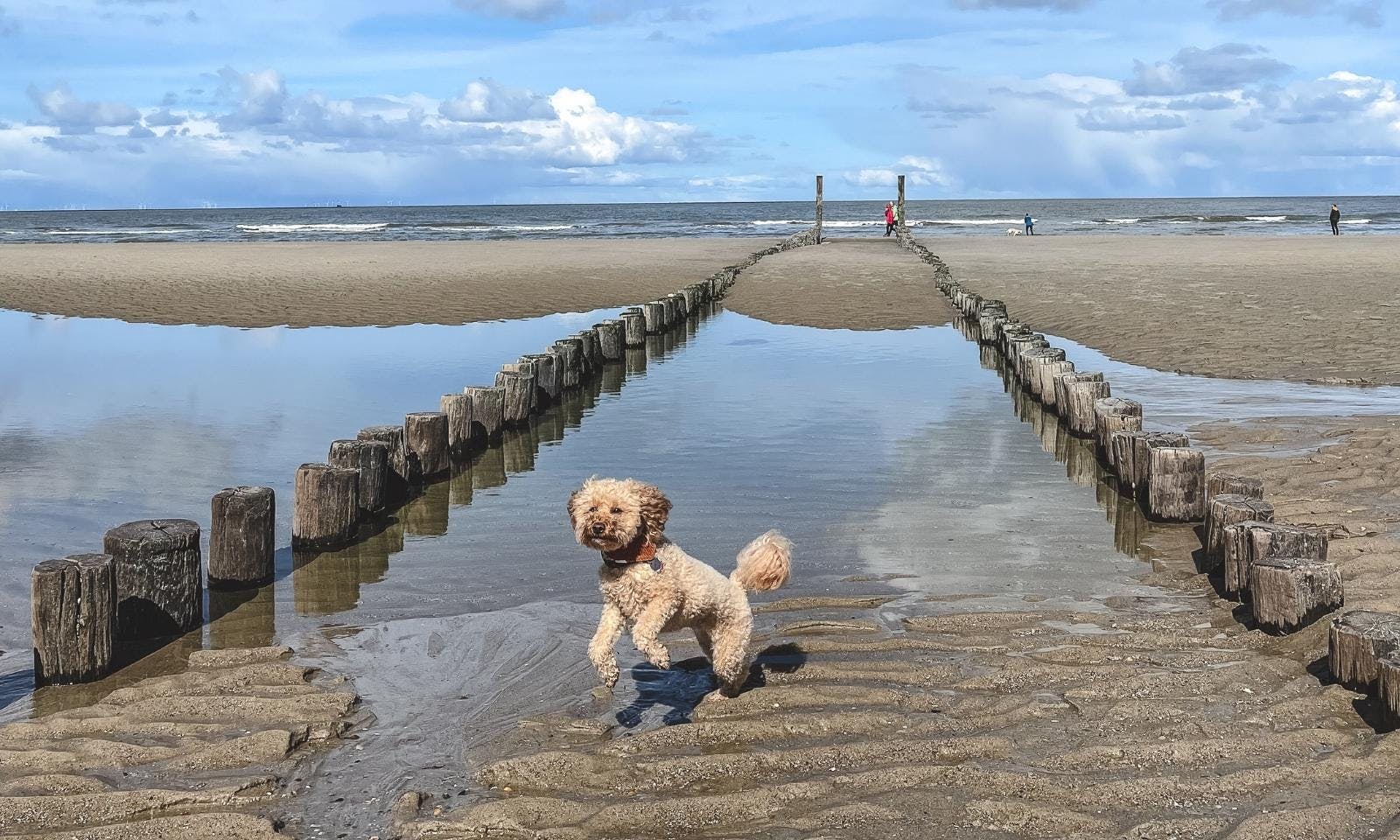 Hundestrand in Domburg in Zeeland