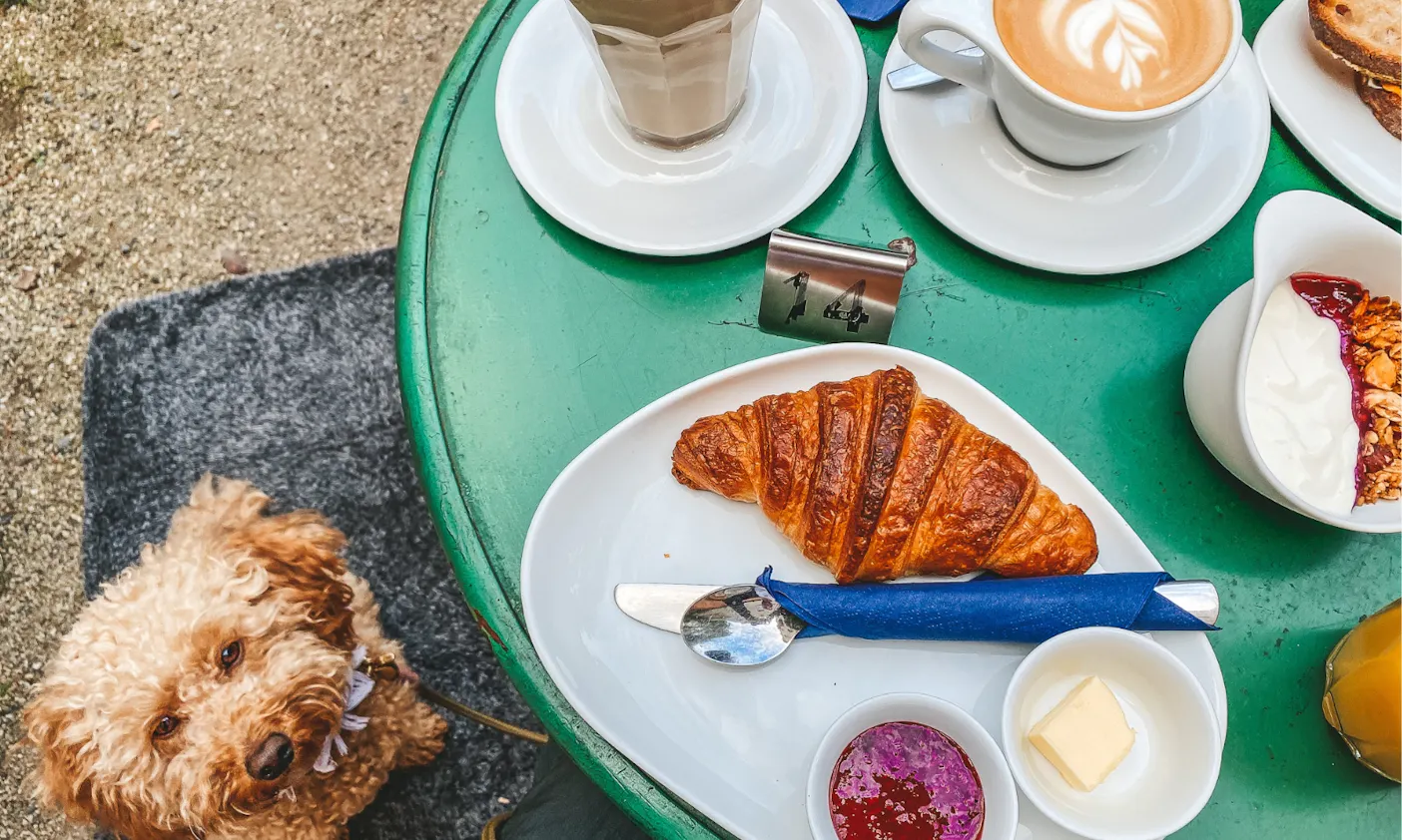 Hund auf mooizo Hundedecke im Café