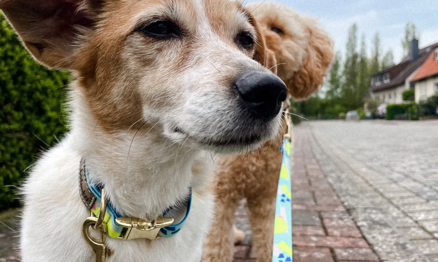 Jack Russel und Pudel tragen Hundeklunker