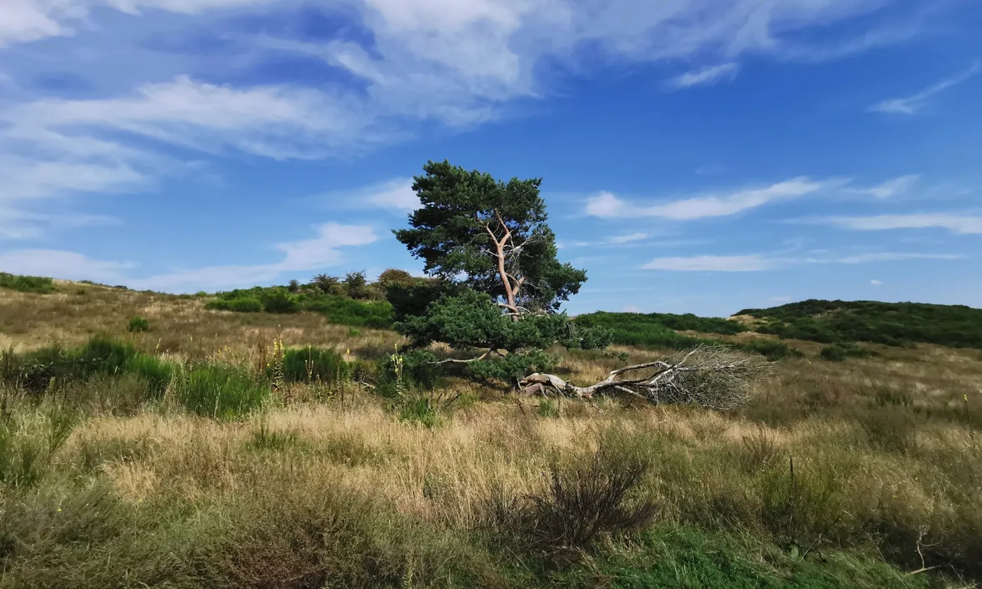 Insel Hiddensee mit Hund