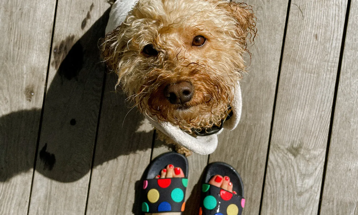 Hunde badet zur Abkühlung