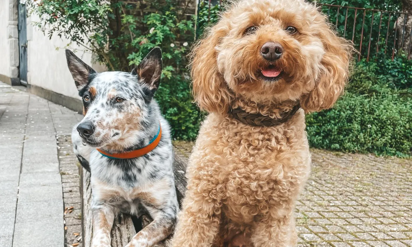 Cattle Dog Mix Julius