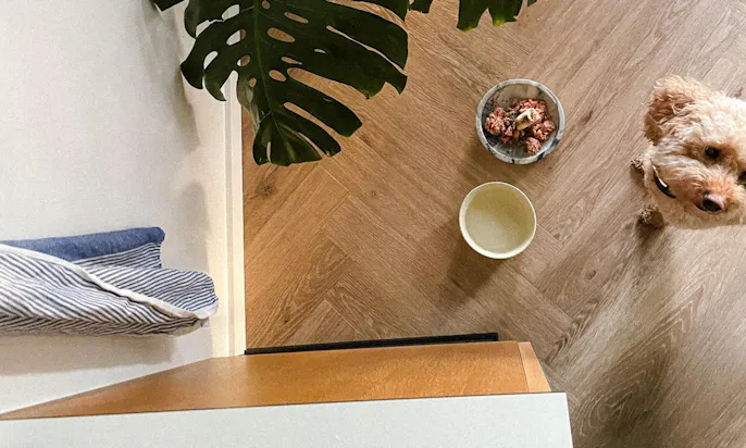 Pudelmischling Java im Tiny House mit ihren plastikfreien Näpfen