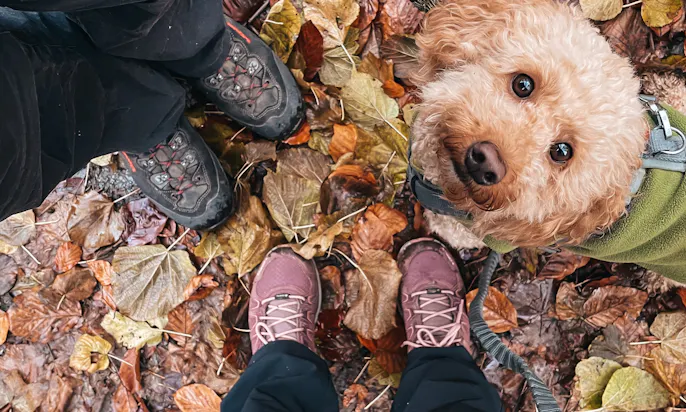Winterwandern mit Hund als Weihnachtsmarktalternative