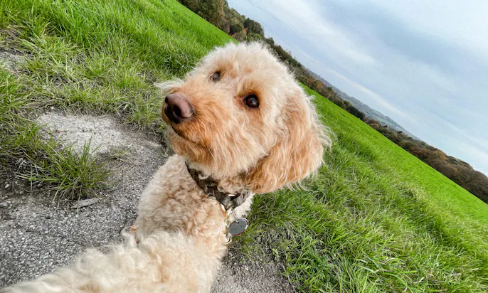 Wandern mit Hund im Bergischen Land