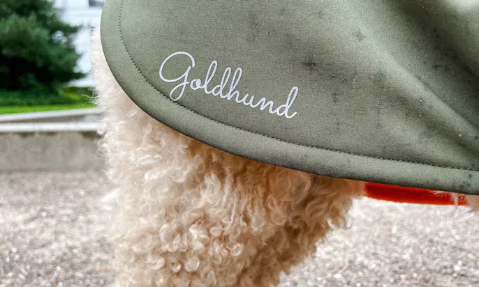 Goldendoodle mit Hundemantel bei Kälte & Regen